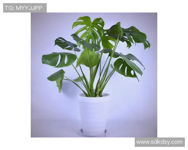 盆栽的魅力与养护技巧：让绿色生活点亮每个角落的秘密